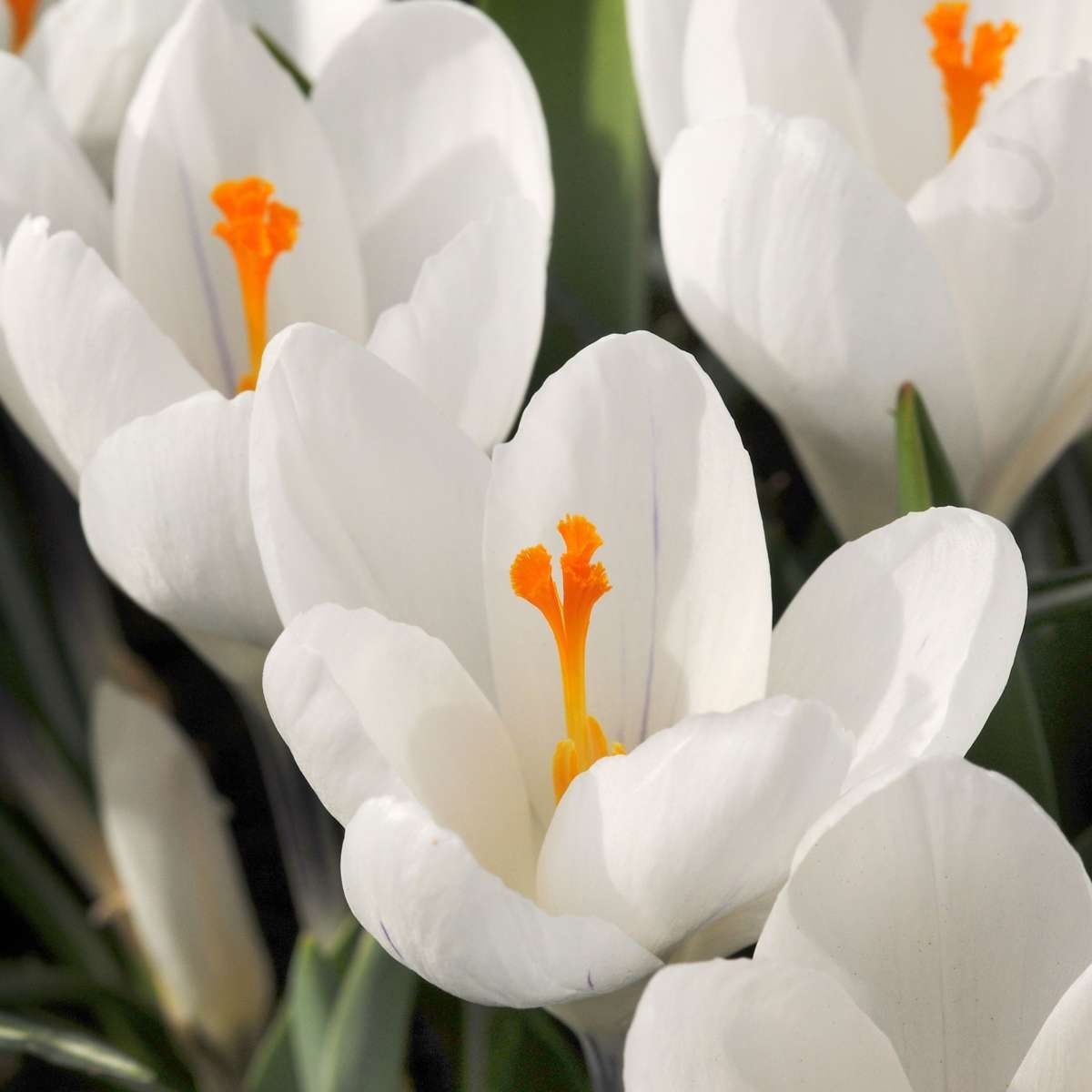 Krokus wit - Set van 30 - Bloembollen