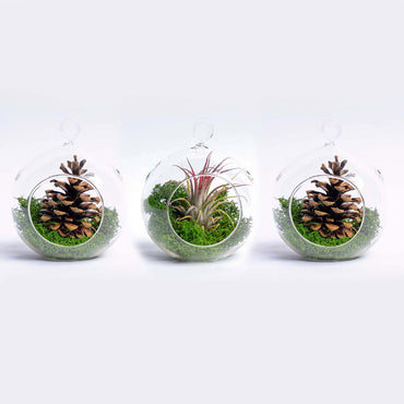 Glass Christmas Ball - Airplant and Reindeer Moss