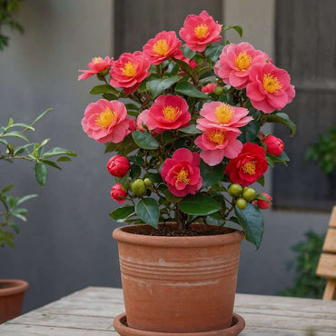 Camellia Japonica - Set van 4 - Japanse roos
