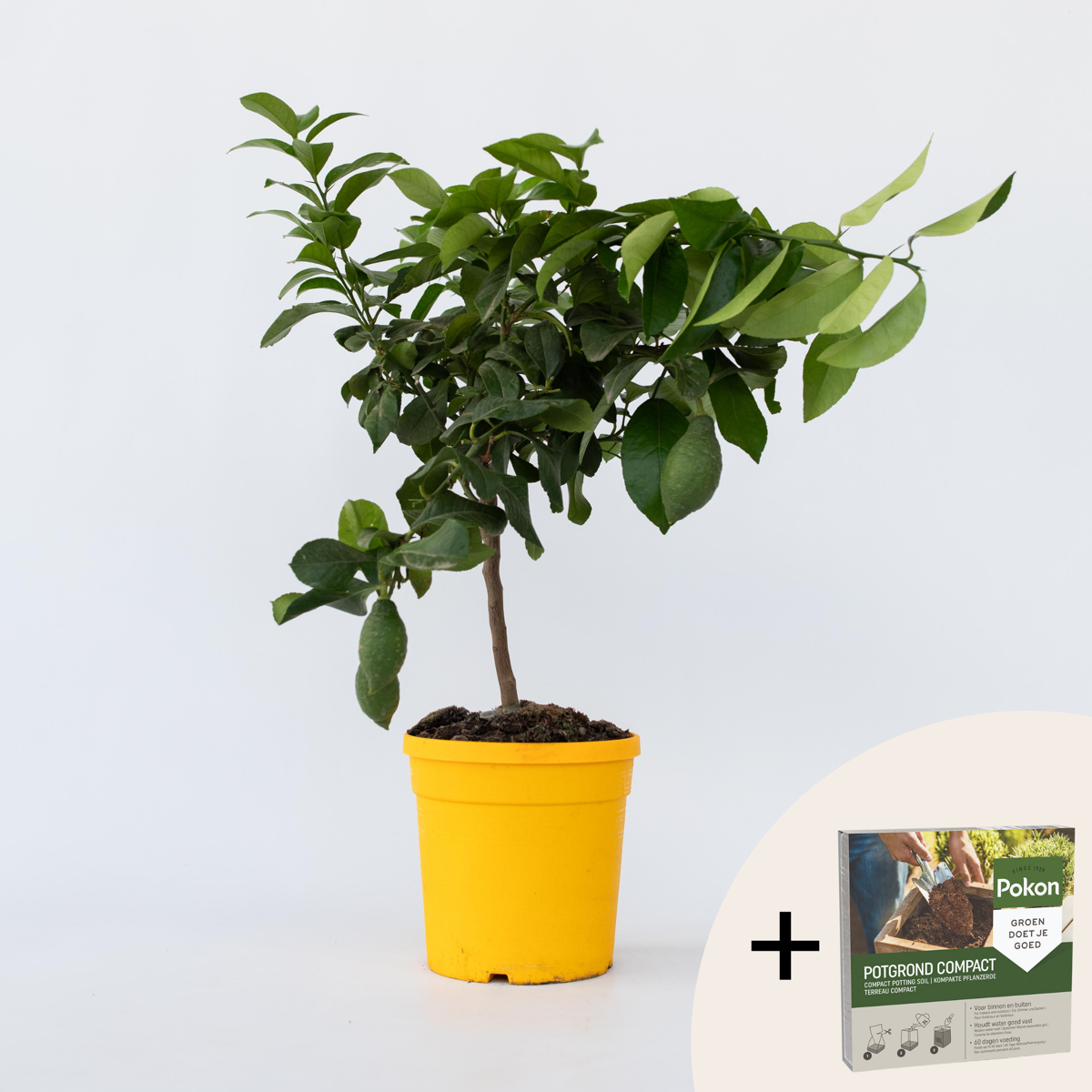 Citrus limon - Citroenboom - Met potgrond