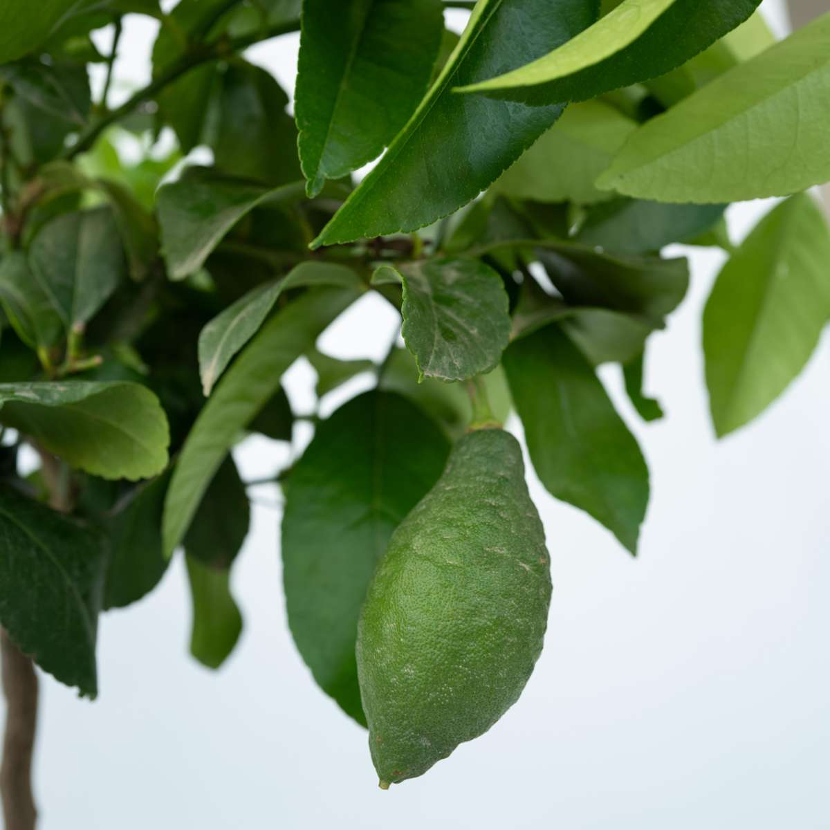Citrus limon - Citroenboom - Met potgrond