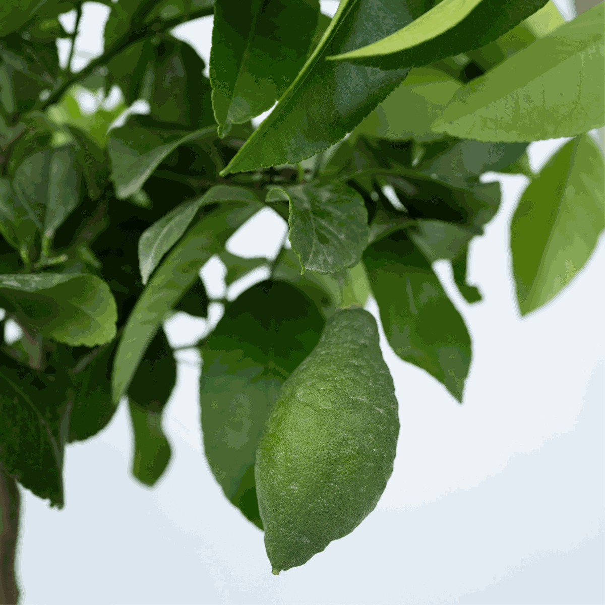 Citrus limon - Citroenboom