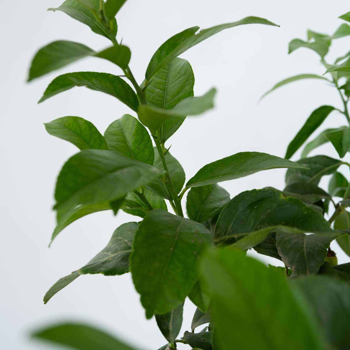 Citrus limon - Citroenboom - Met potgrond