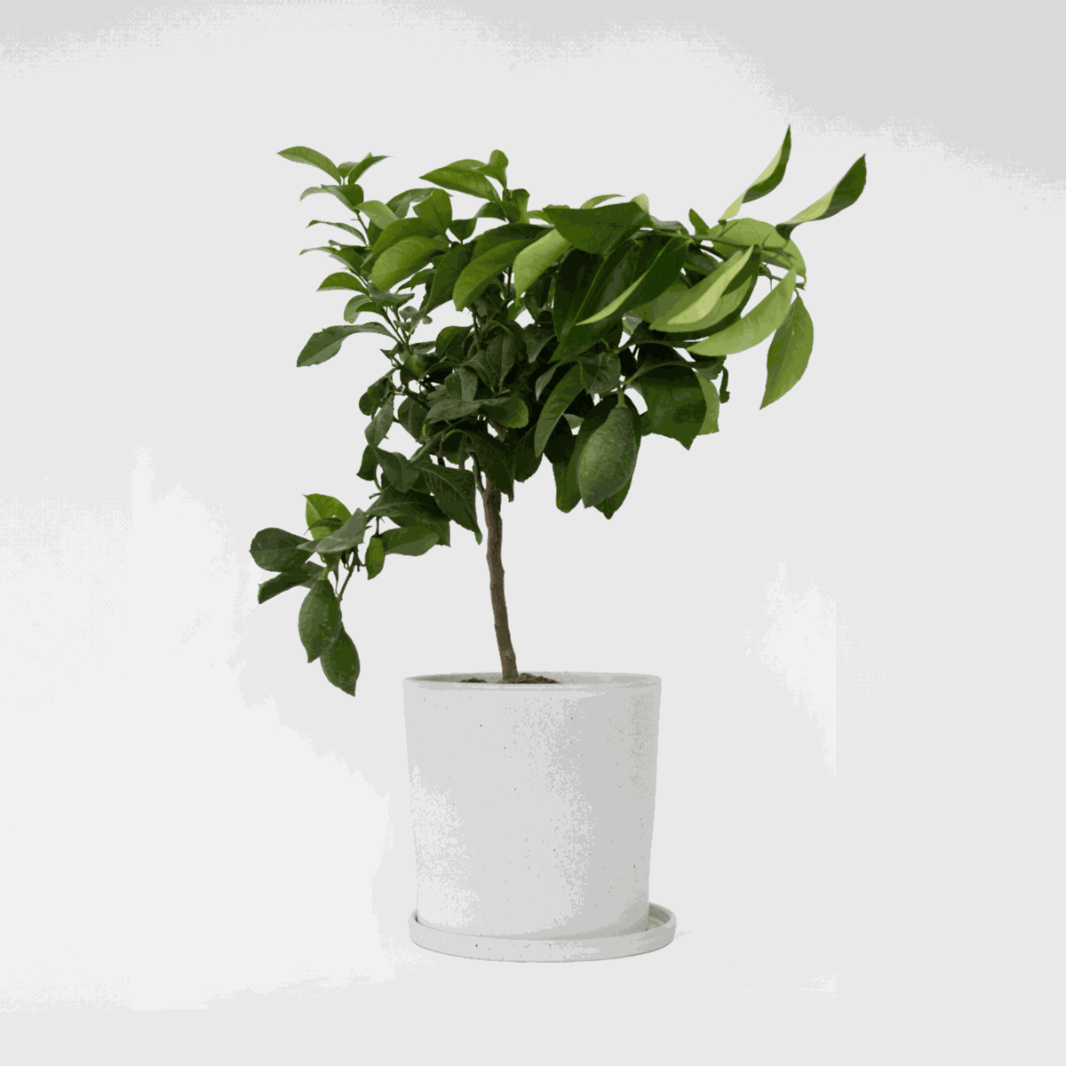 Citrus limon - Citroenboom