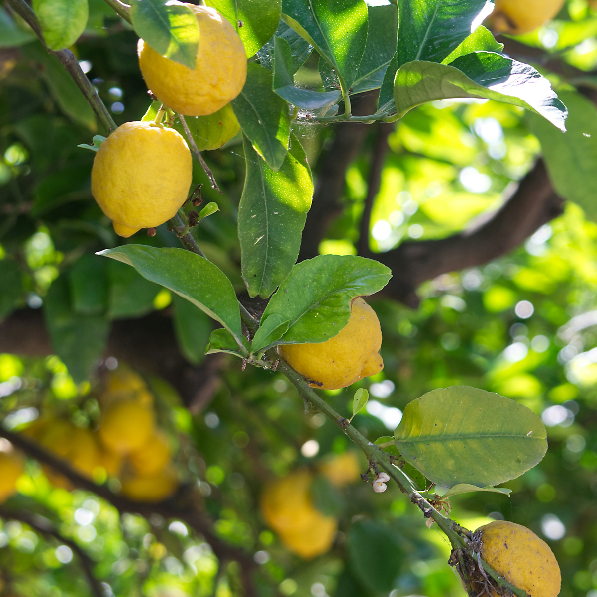 Citrus limon - Citroenboom