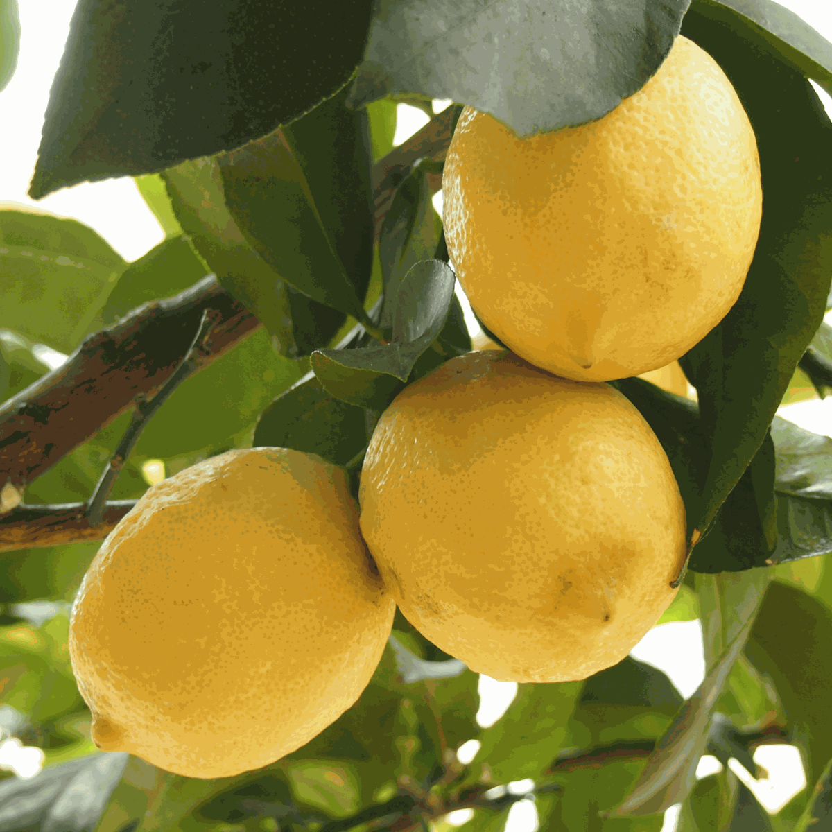 Citrus limon - Citroenboom - Set van 2