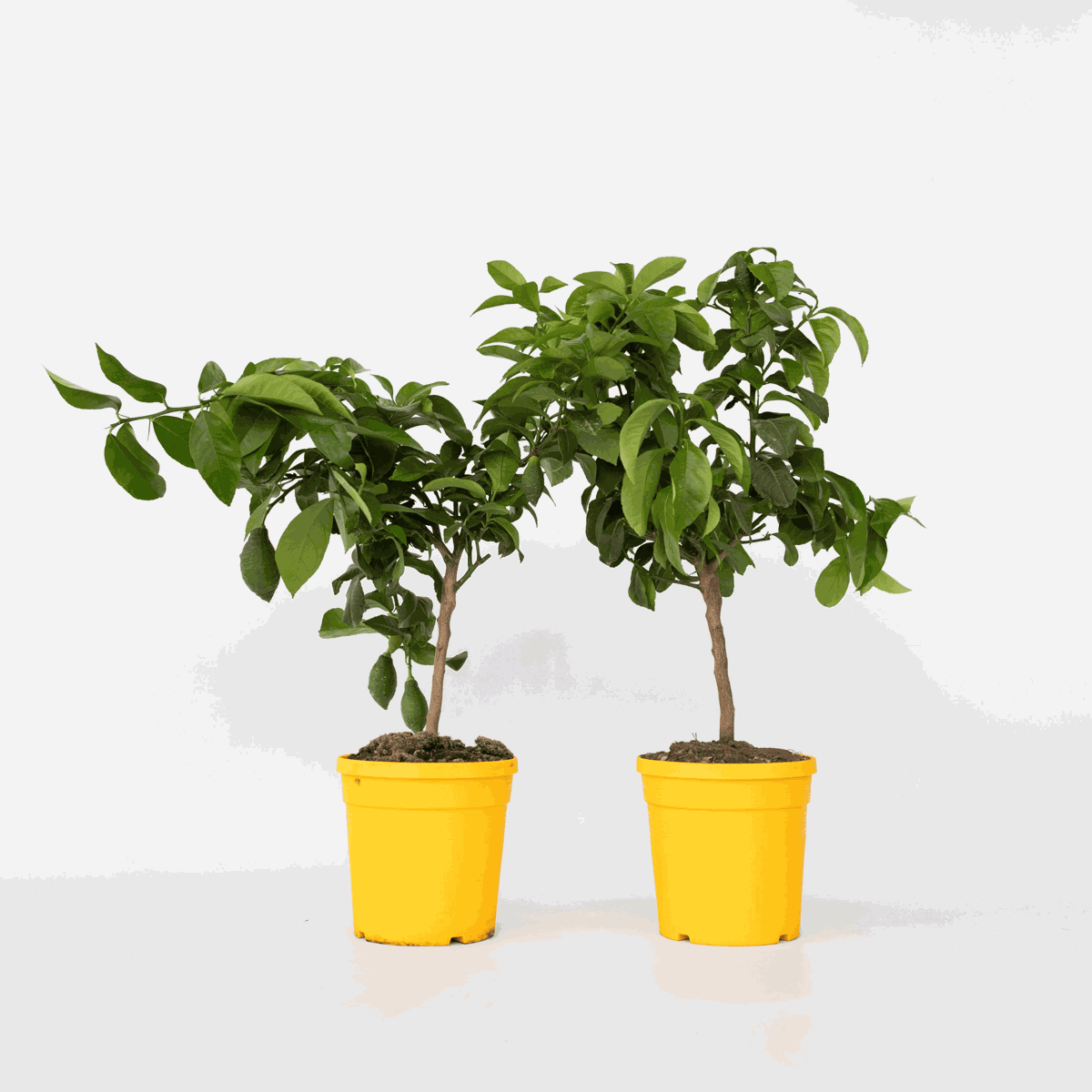 Citrus limon - Citroenboom - Set van 2