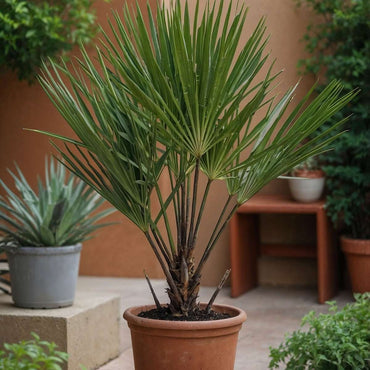 Chamaerops humilis - Set van 2 - Europese dwergpalm