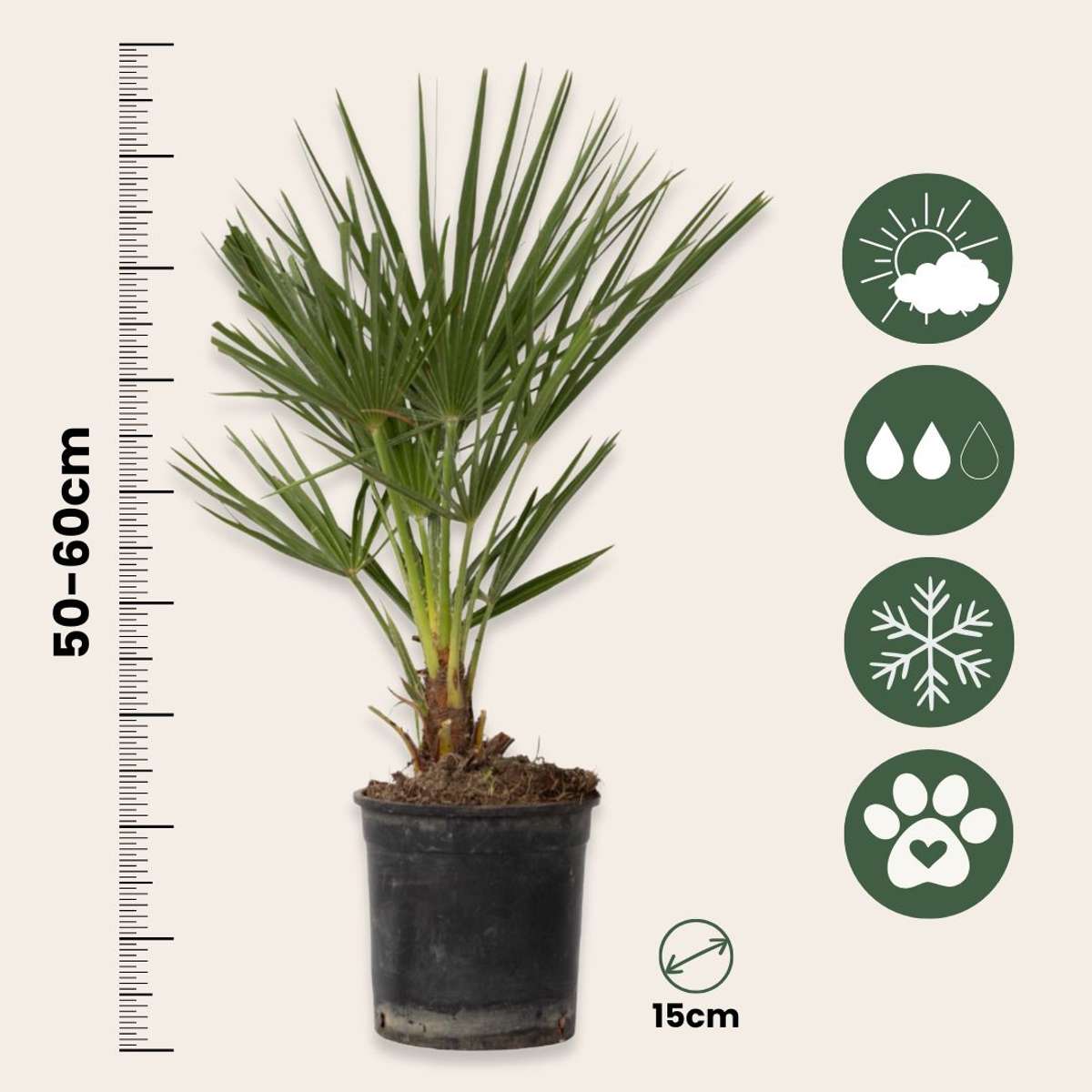 Chamaerops humilis - Set van 2 - Europese dwergpalm