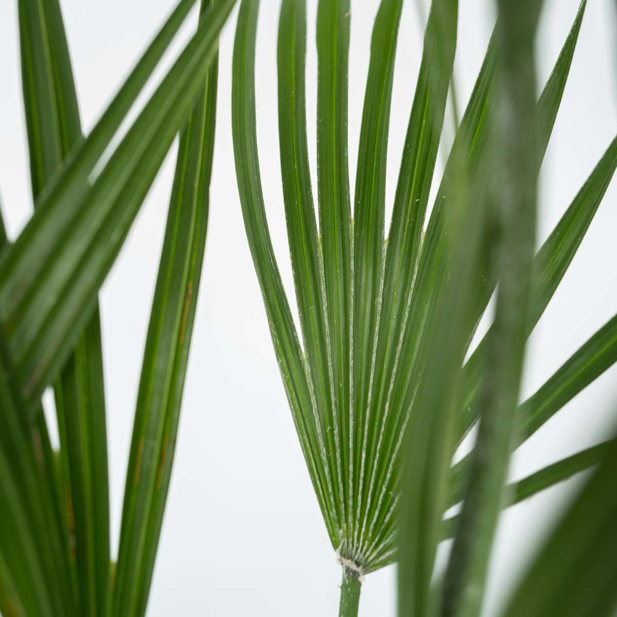 Chamaerops humilis - Inclusief plantenvoeding