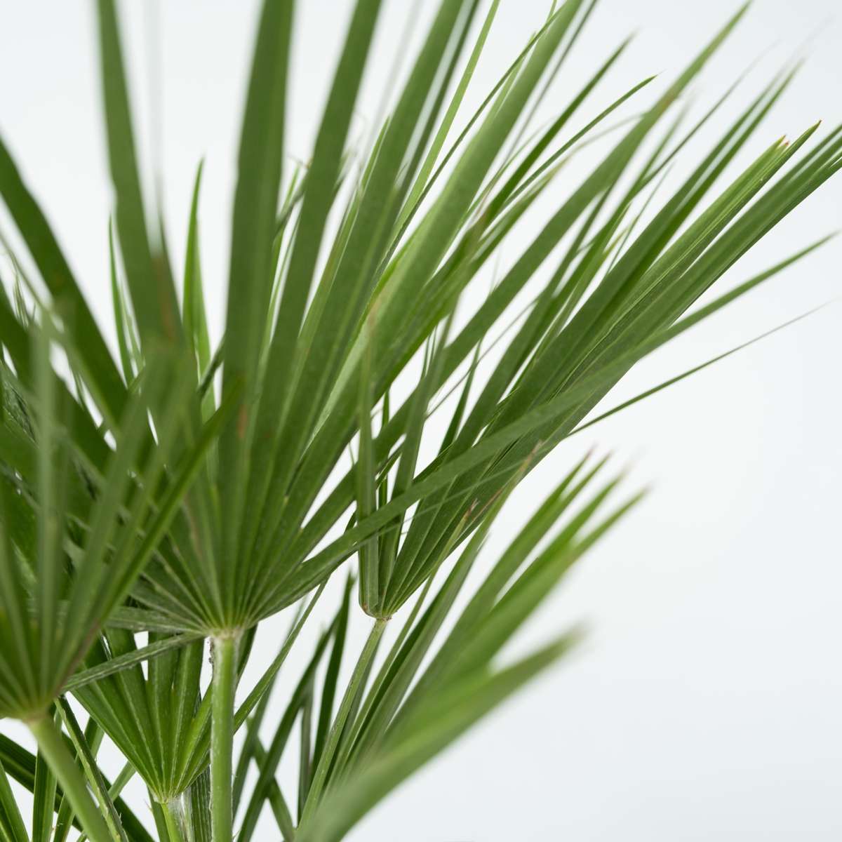 Chamaerops humilis - Inclusief plantenvoeding