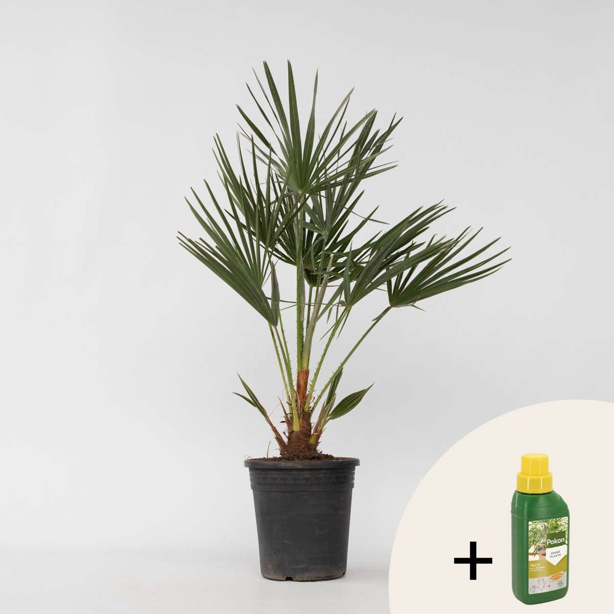 Chamaerops humilis - Inclusief plantenvoeding