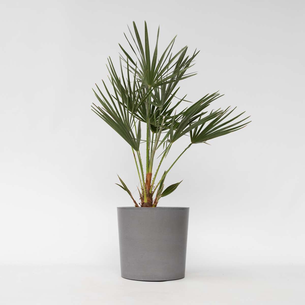 Chamaerops humilis - Europese Dwergpalm