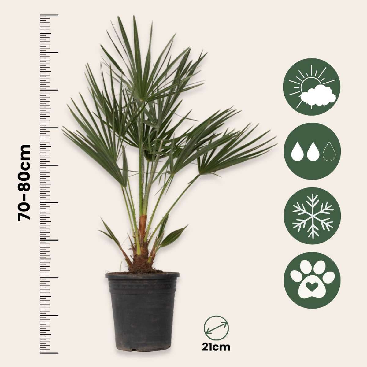Chamaerops humilis - Europese Dwergpalm