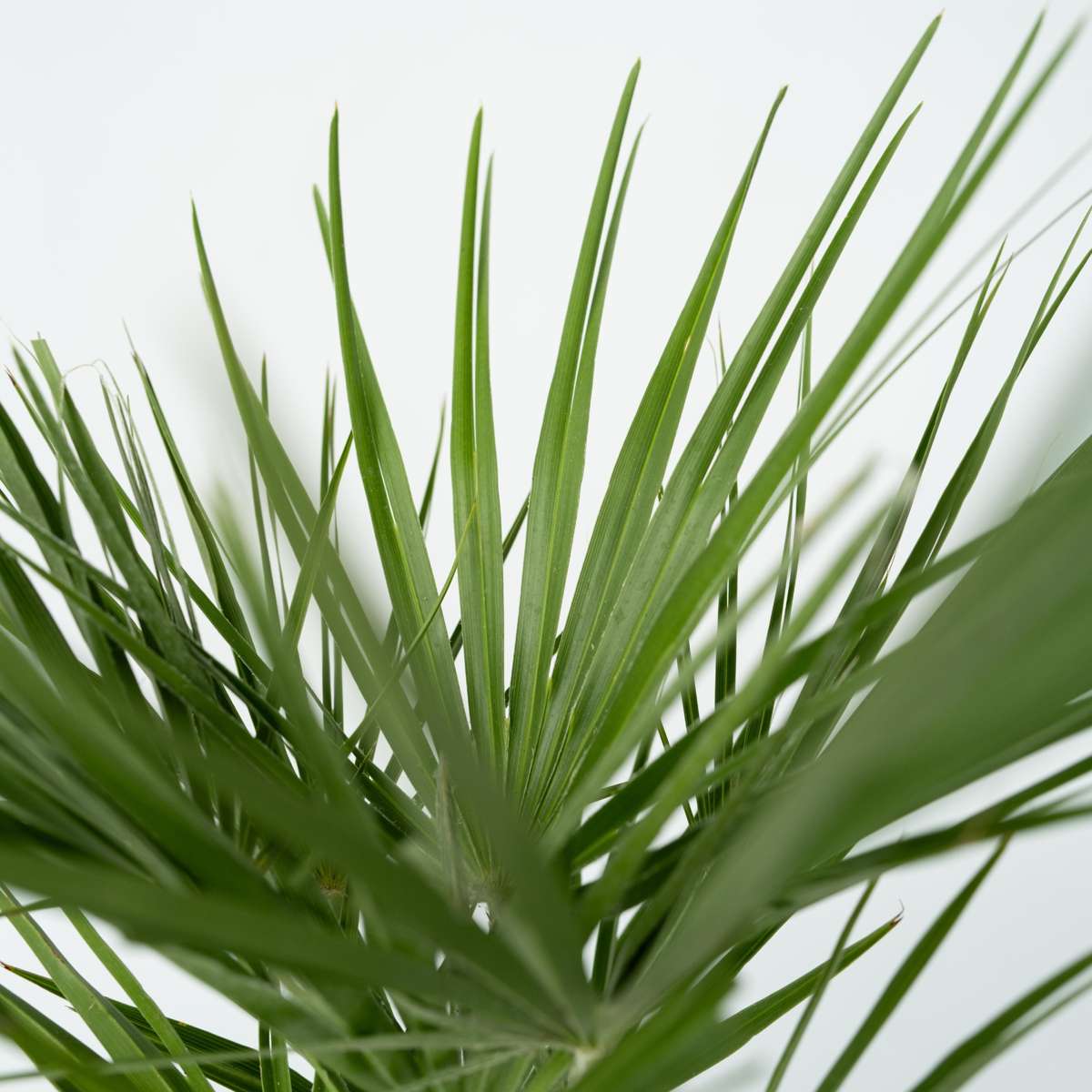 Chamaerops humilis - Set van 2 - Inclusief plantenvoeding