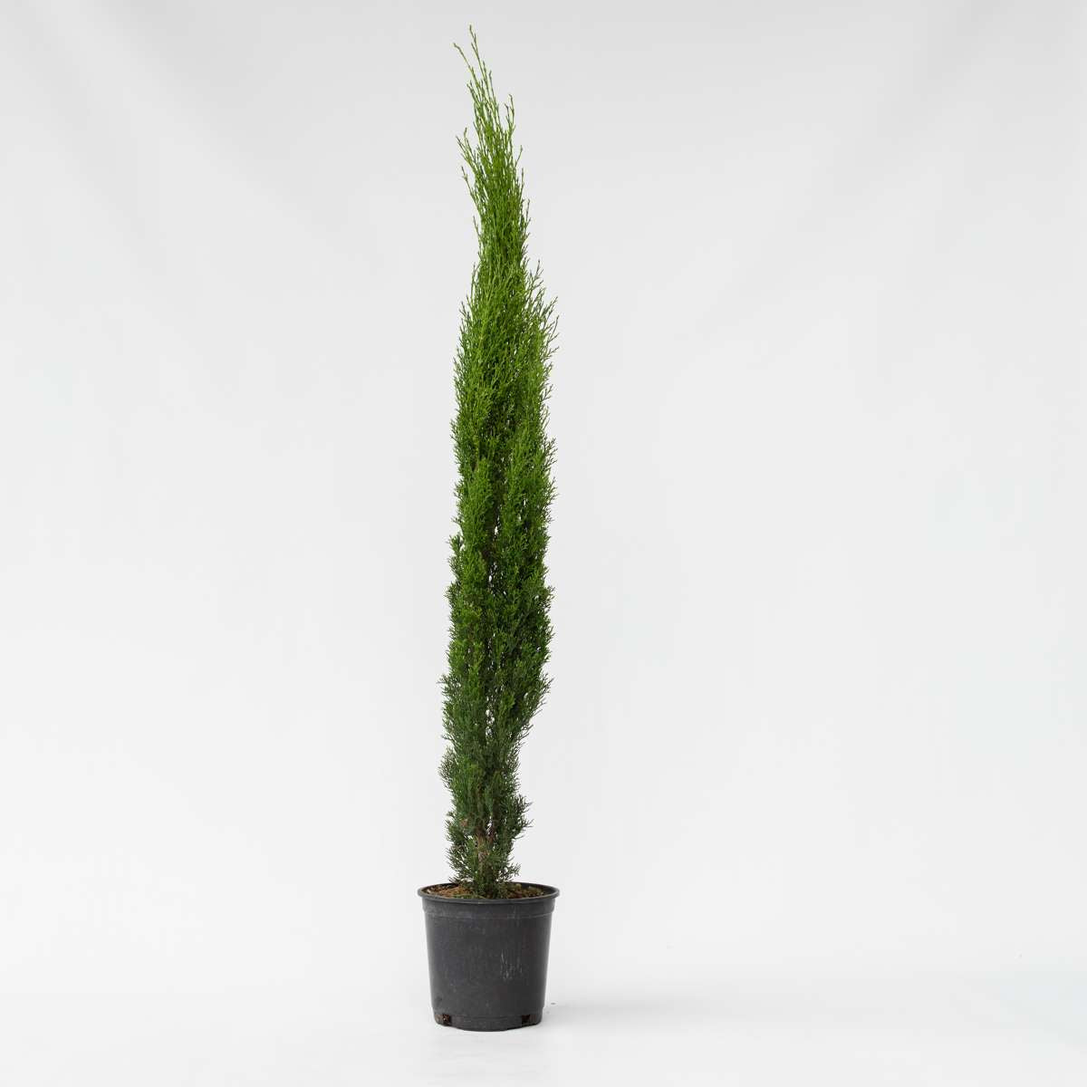 Cupressus sempervirens - Toscaanse Cipres