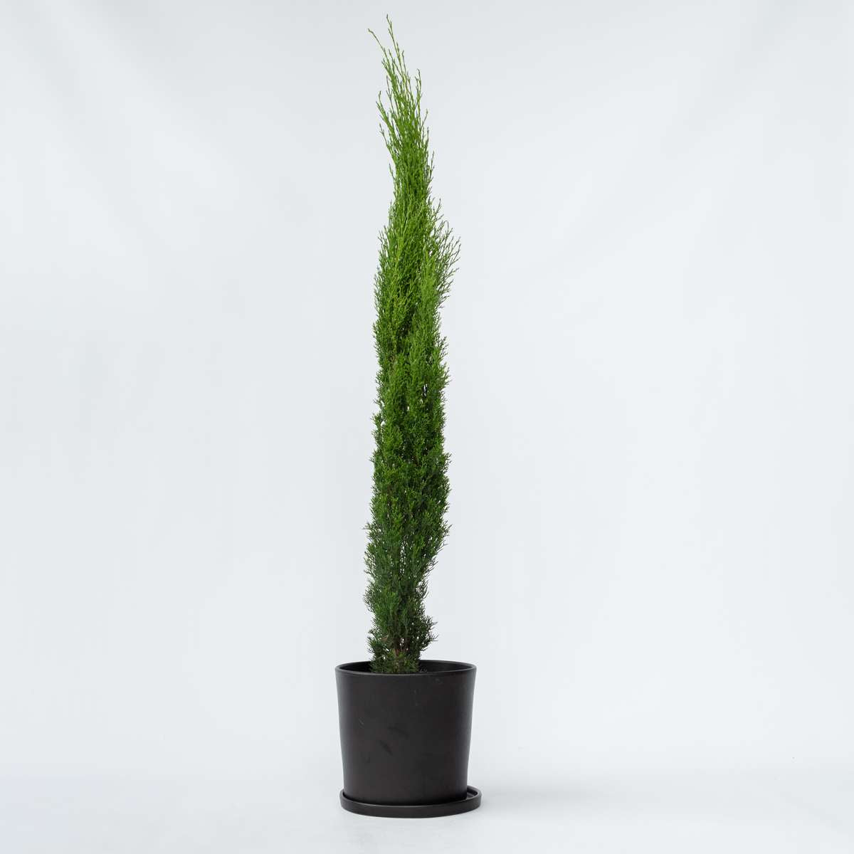 Cupressus sempervirens - Toscaanse Cipres