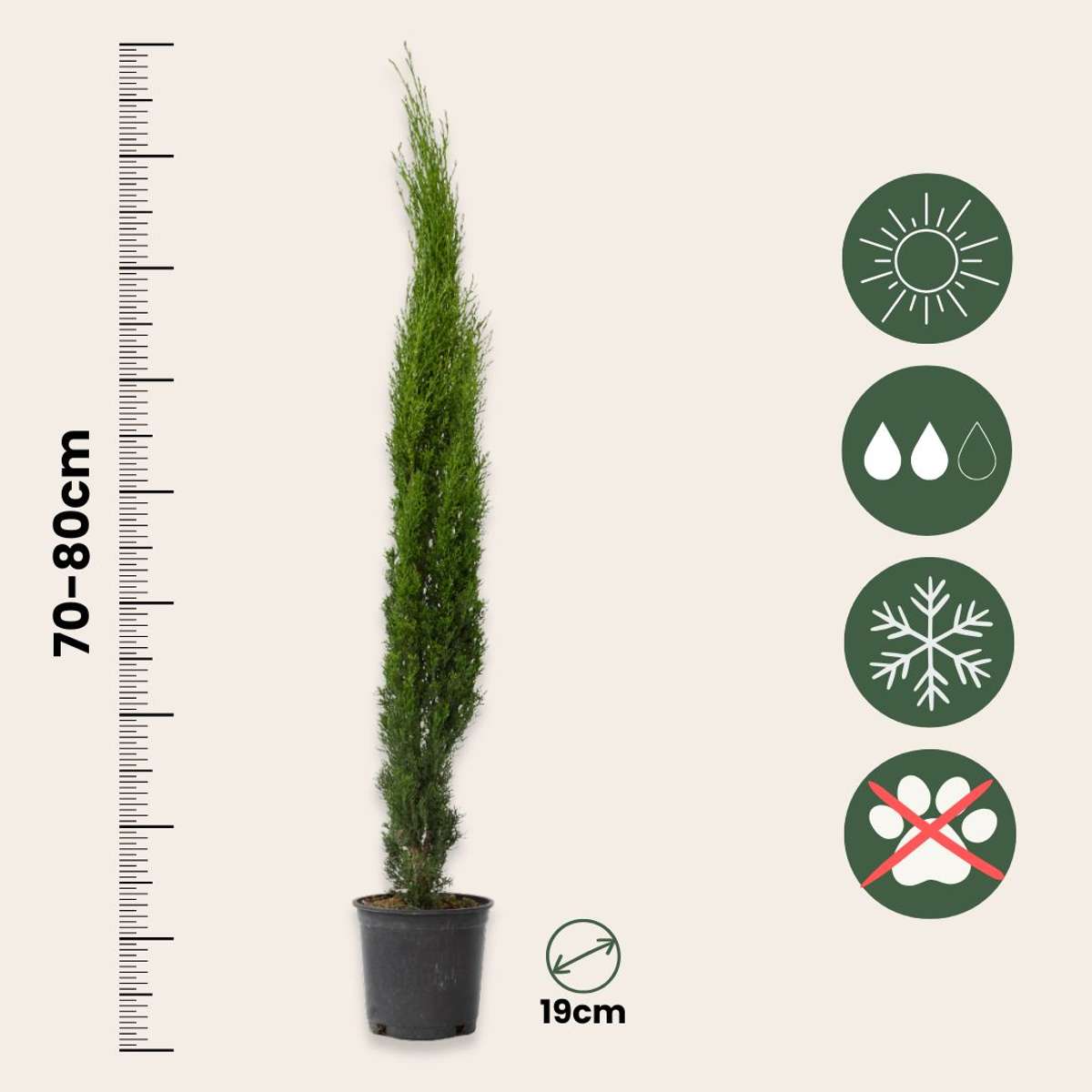 Cupressus sempervirens - Toscaanse Cipres