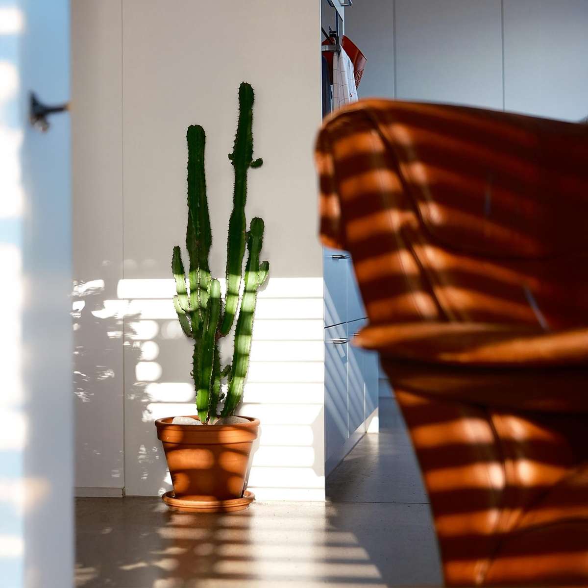 Euphorbia Eritrea - Set van 2 - Cowboycactus