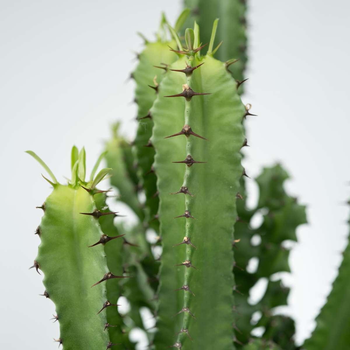 Euphorbia Eritrea - Set van 2 - Cowboycactus