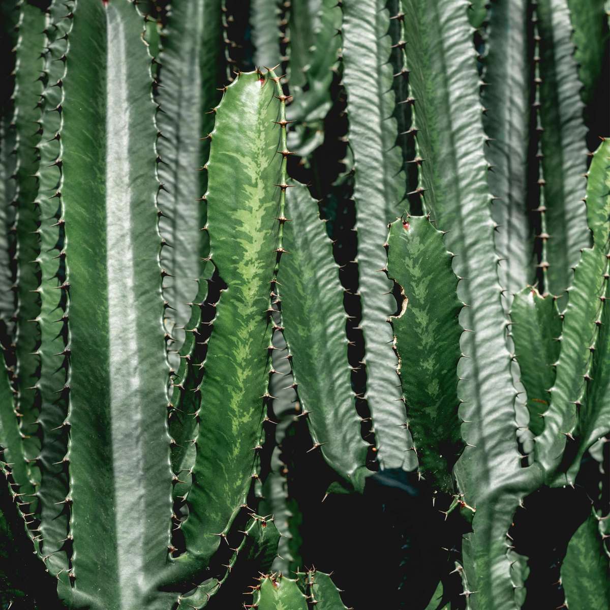 Euphorbia Eritrea - Set van 2 - Cowboycactus