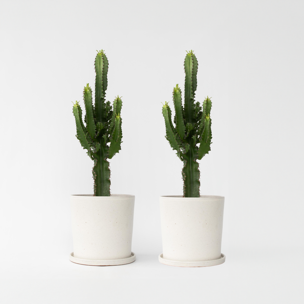 Euphorbia Eritrea - Set van 2 - Cowboycactus