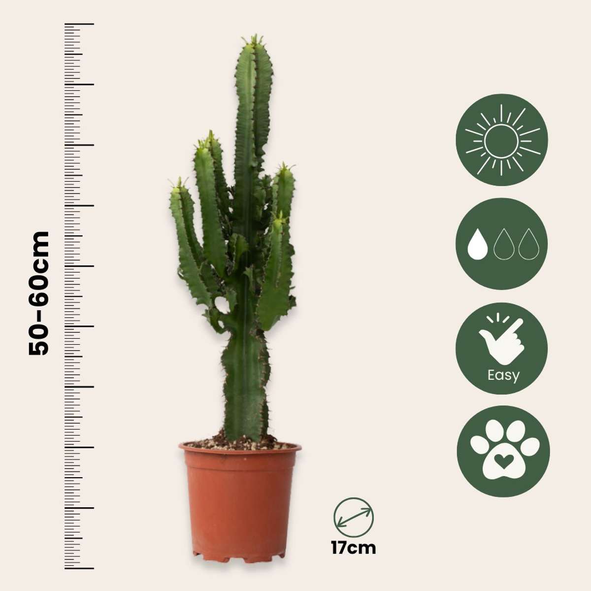 Euphorbia Eritrea - Set van 2 - Cowboycactus