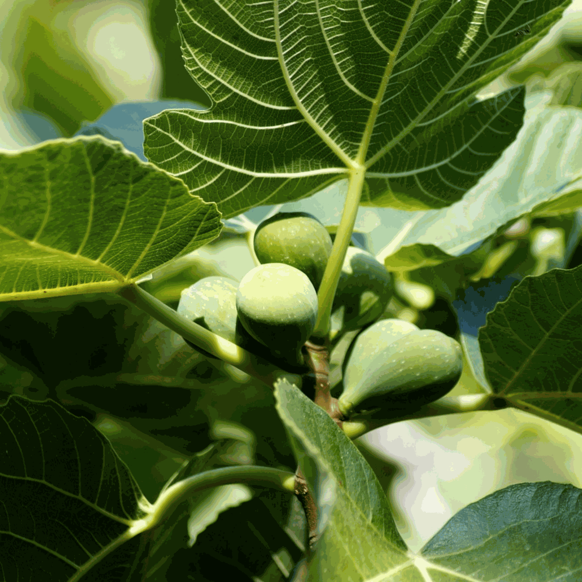 Ficus Carica - Set van 2 - Vijgenboom
