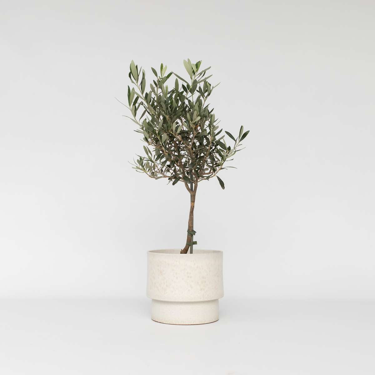 Olea Europaea - Olijfboom