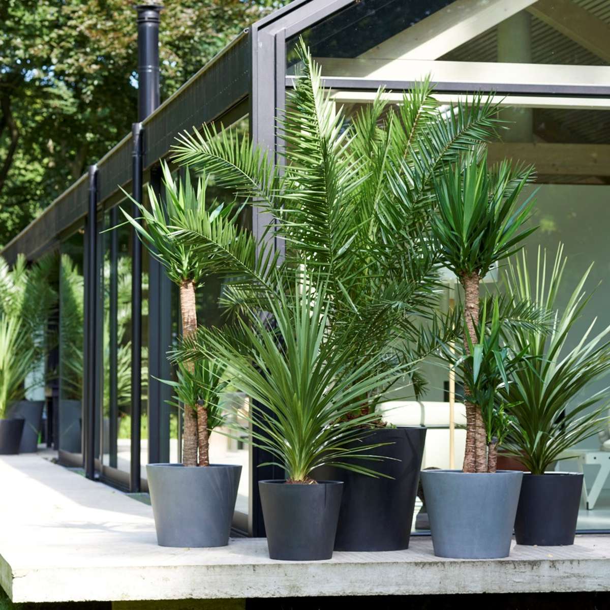 Palmmix - Set van 3 - Inclusief plantenvoeding