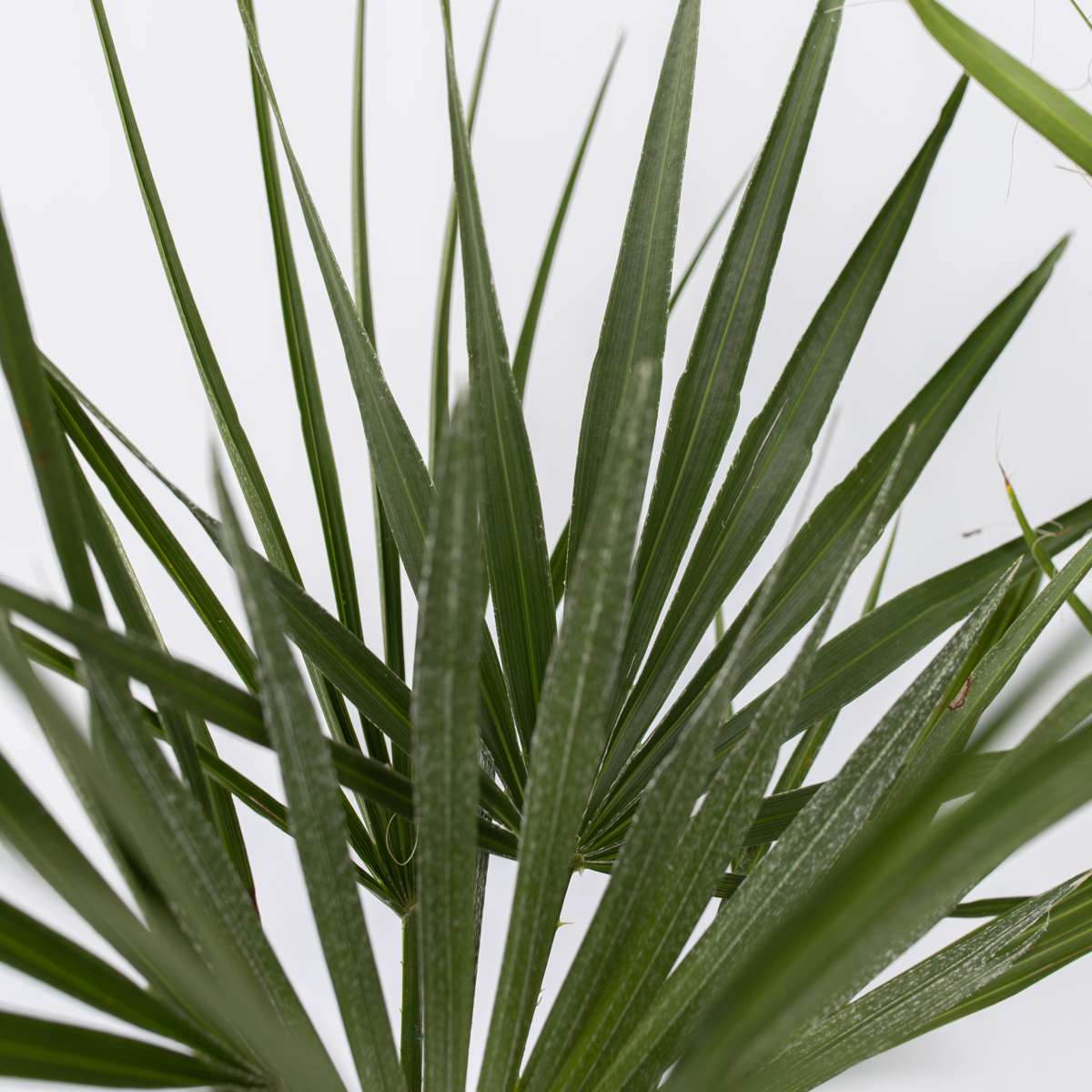 Palmmix - Set van 3 - Inclusief plantenvoeding