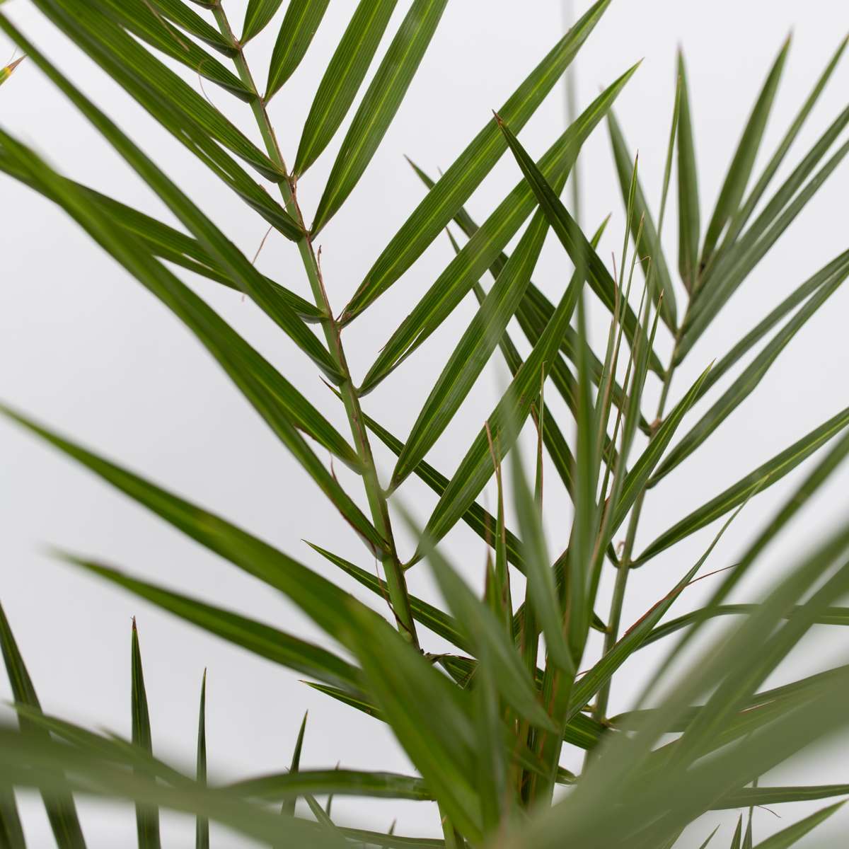 Palmmix - Set van 3 - Inclusief plantenvoeding