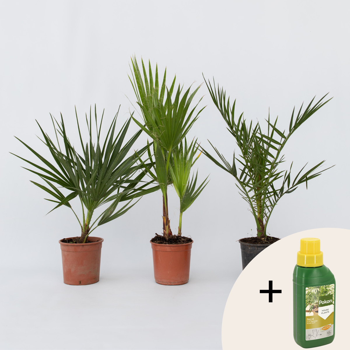 Palmmix - Set van 3 - Inclusief plantenvoeding