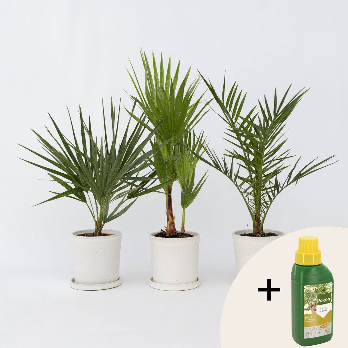 Palmmix - Set van 3 - Inclusief plantenvoeding