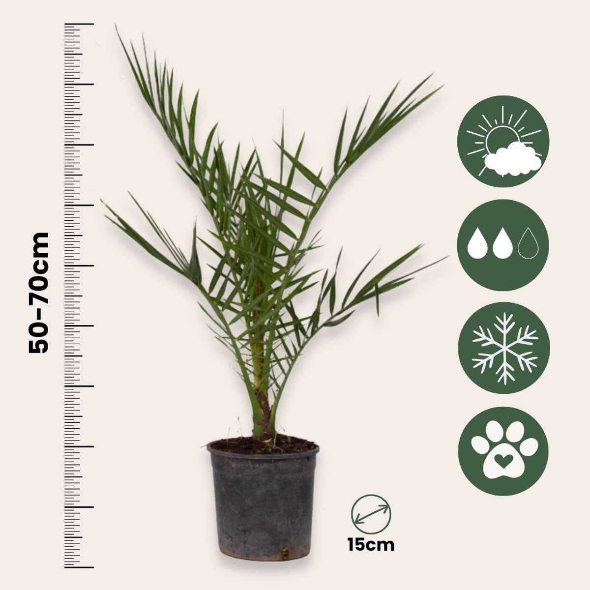 Palmmix - Set van 3 - Inclusief plantenvoeding