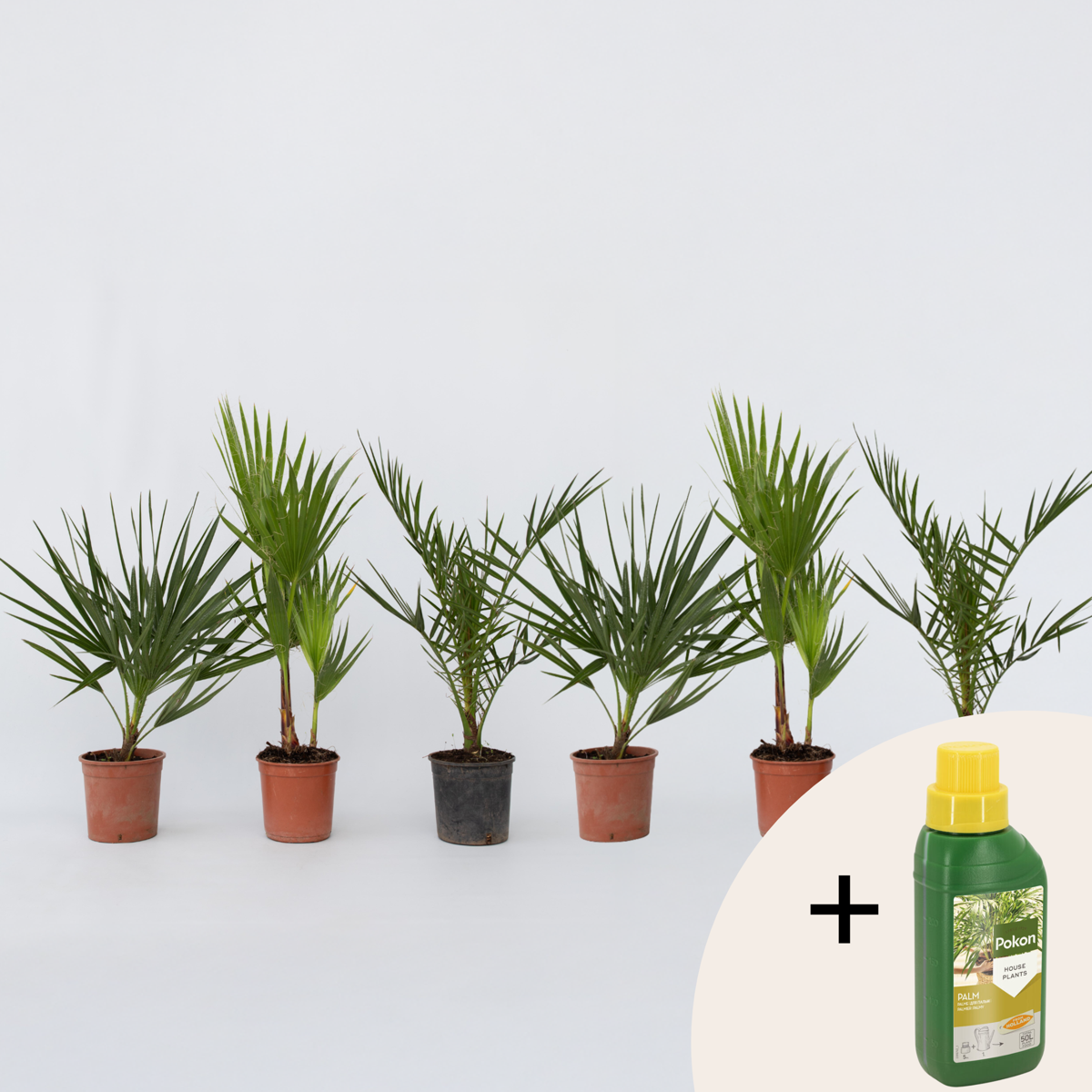 Palmenmix - Set van 6 - Inclusief plantenvoeding