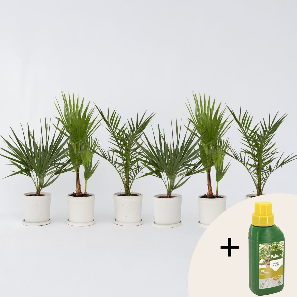 Palmenmix - Set van 6 - Inclusief plantenvoeding