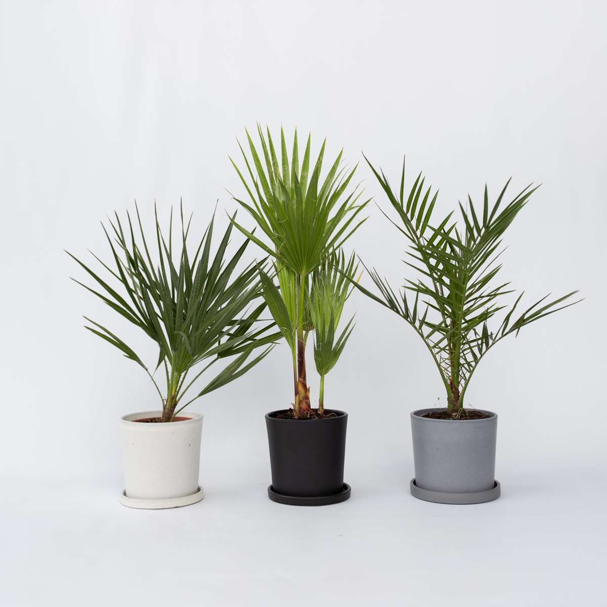 Palmmix - Set van 3 - Inclusief plantenvoeding