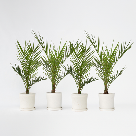 Phoenix Canariensis - Set van 4 - Dadelpalm