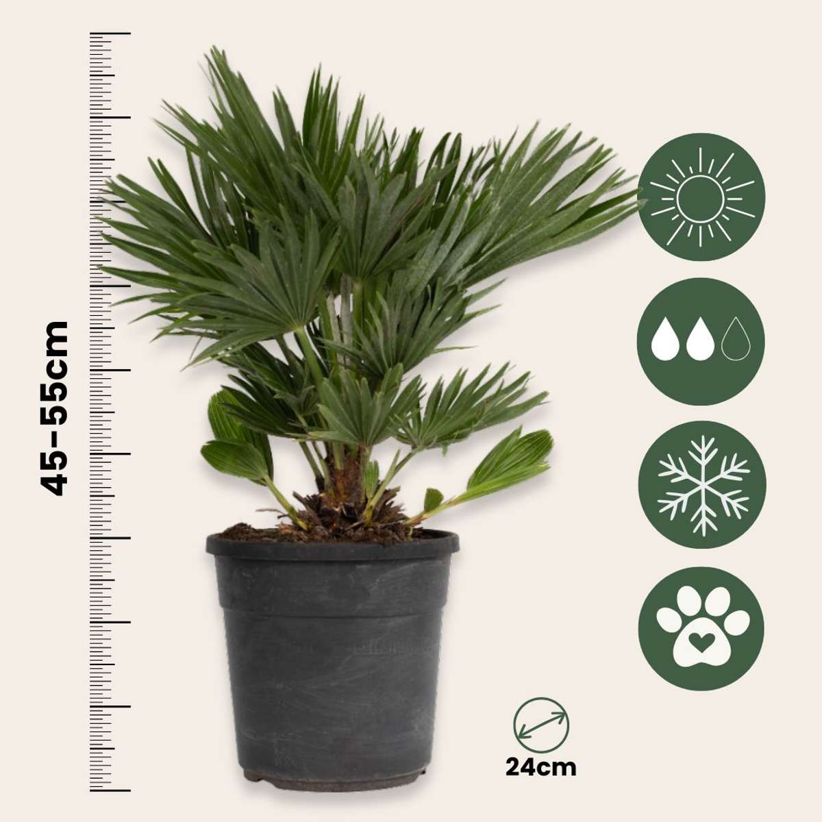 Chamaerops 'Vulcano' - Dwergpalm