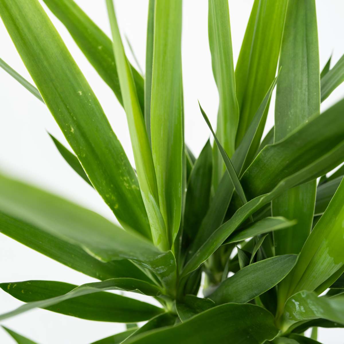 Yucca elephantipes - Palmlelie - Set van 3