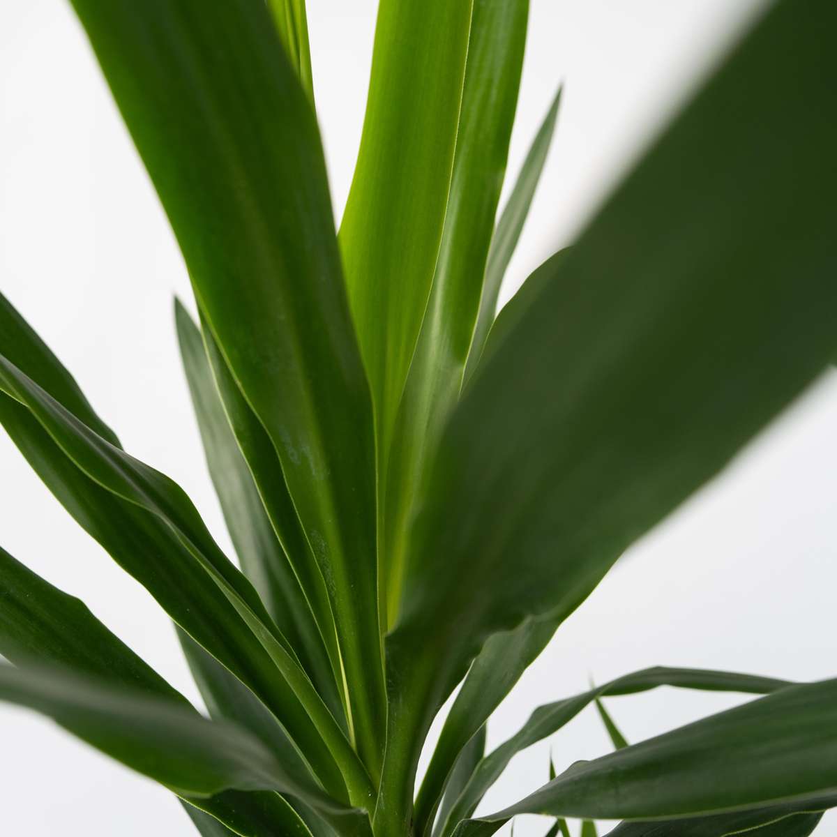 Yucca elephantipes - Palmlelie - Set van 3