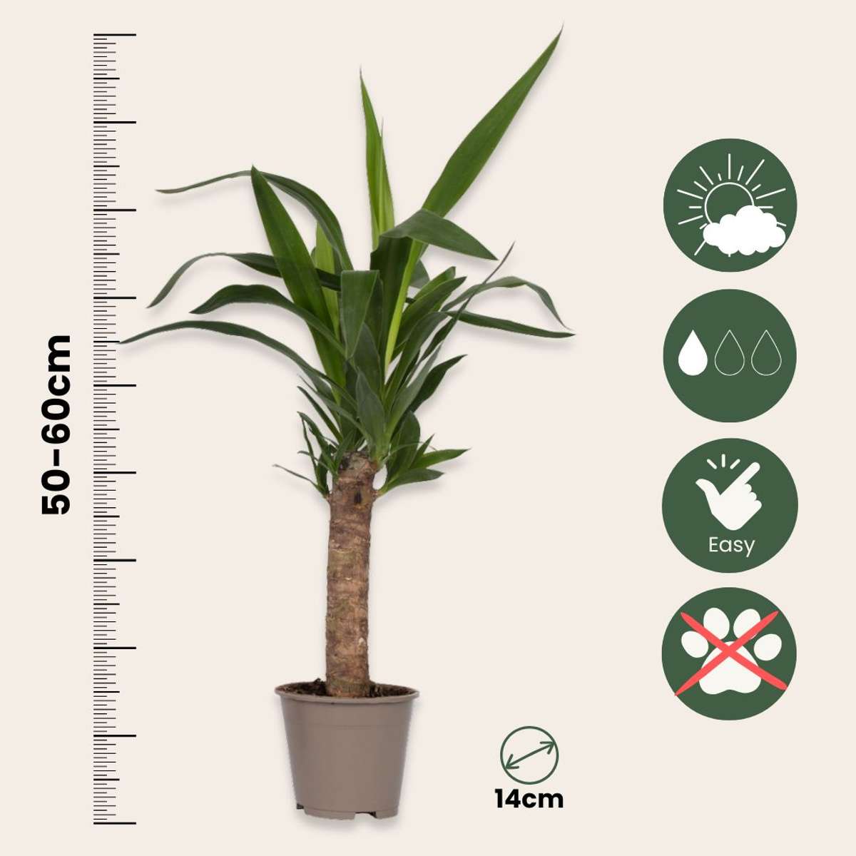 Yucca elephantipes - Palmlelie - Set van 3