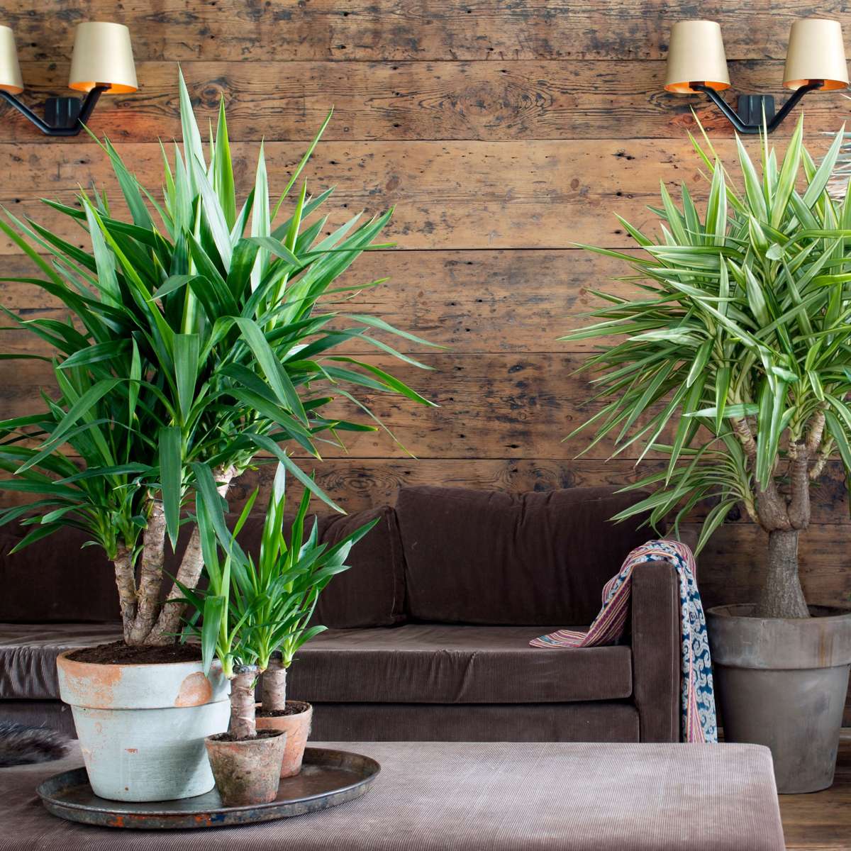 Yucca Elephantipes - Set van 6 - Inclusief plantenvoeding