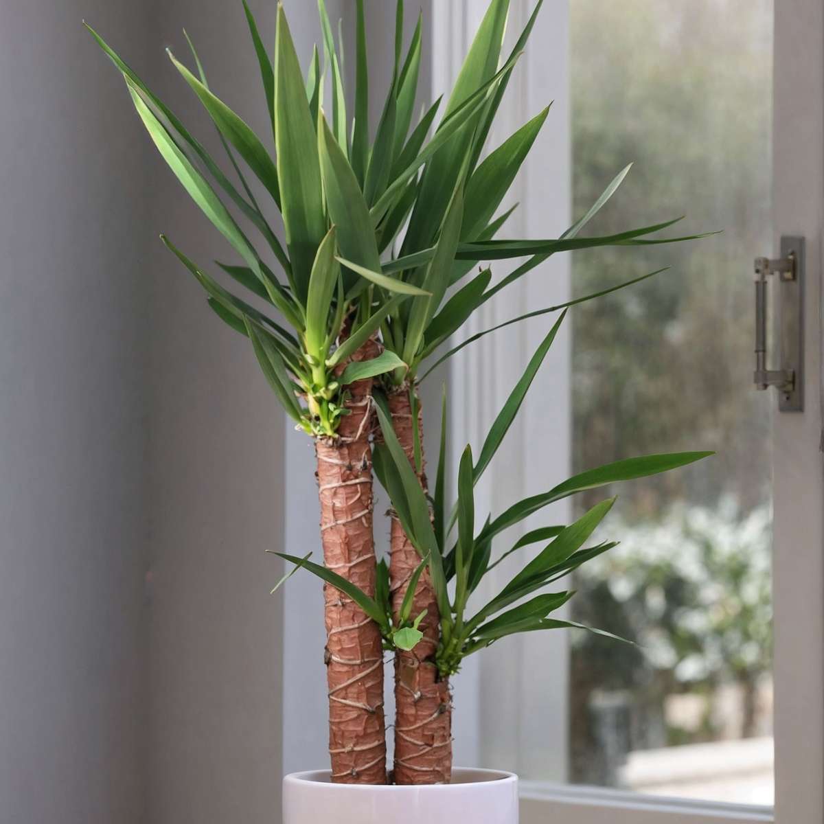 Yucca elephantipes - Palmlelie - Set van 2