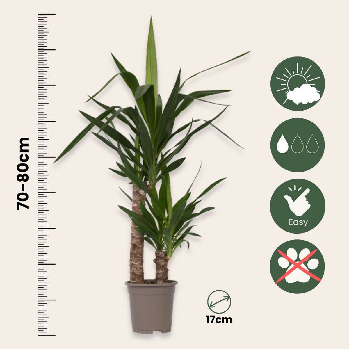 Yucca elephantipes - Palmlelie - Set van 2