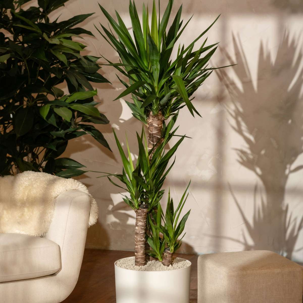 Yucca elephantipes - Palmlelie