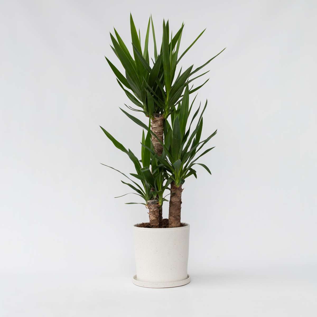 Yucca elephantipes - Palmlelie