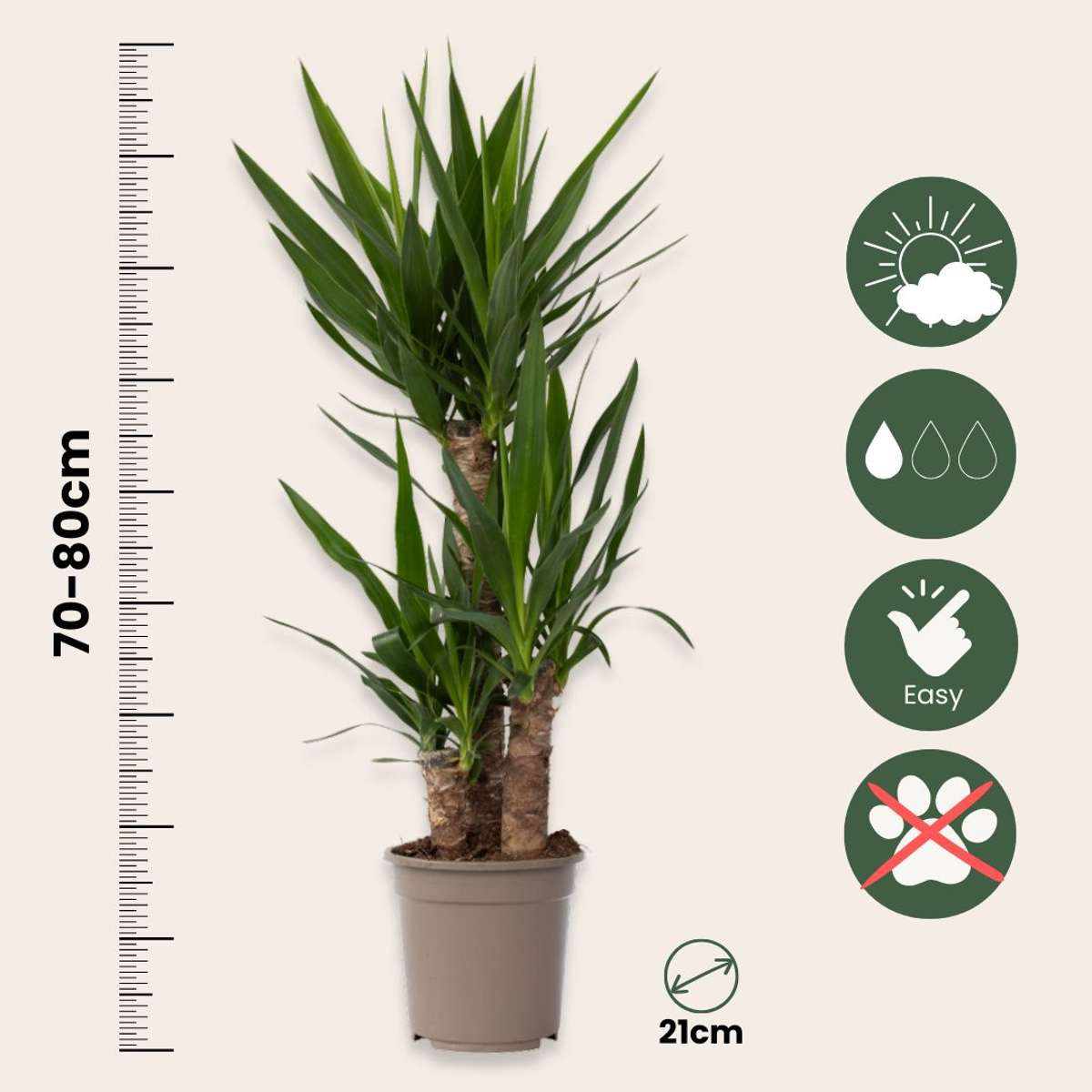 Yucca elephantipes - Palmlelie