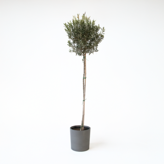 Olea europaea - Olijfboom